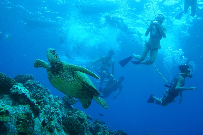 Maui: Molokini and Turtle Town Snorkeling aboard Pride of Maui - Is $203 a fair price?