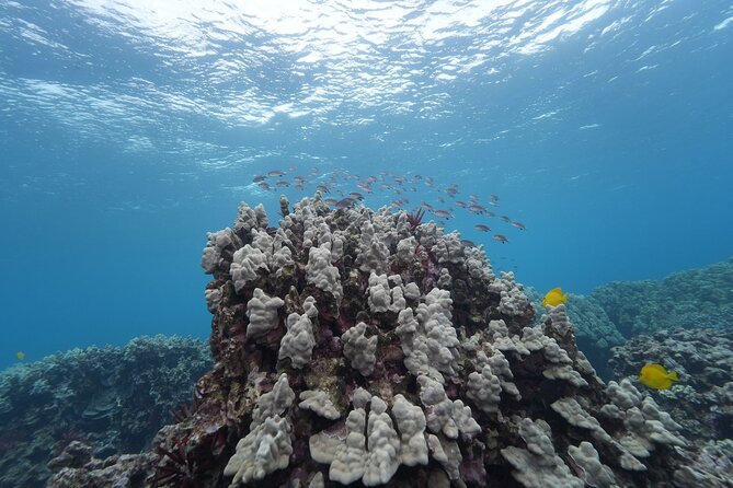 Maui: Molokini and Turtles Luxury Yacht Snorkel - The open bar and when to use it