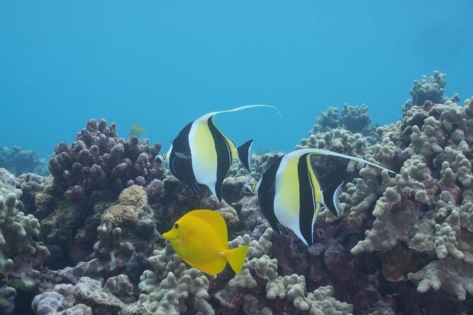 Maui: Molokini and Turtles Luxury Yacht Snorkel - Equipment, comfort, and practical details