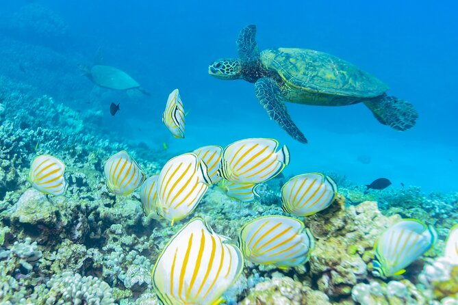 Maui: Molokini Crater and Turtle Town Snorkeling From Kihei - Turtle Town: the second chance for a close encounter