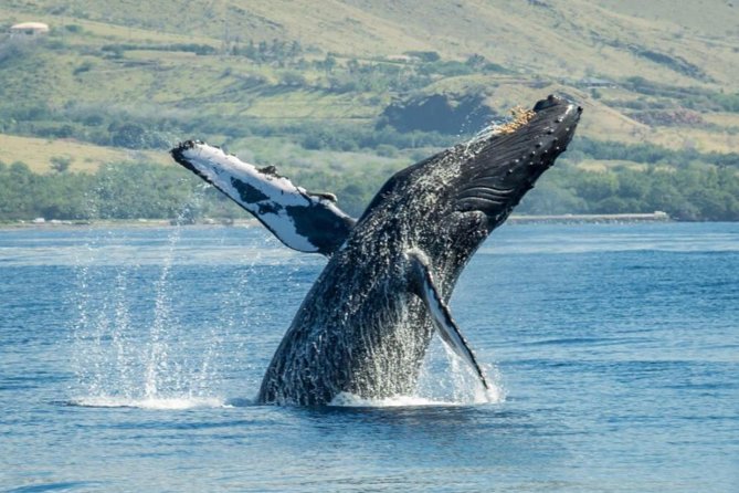 Maui: Original Sunset Cruise with Open Bar from Ka’anapali Beach - Practical advice for a smoother evening