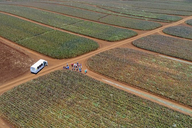 Maui Pineapple Farm Tour in Haliimaile - Haliimaile gives the tour its sense of place