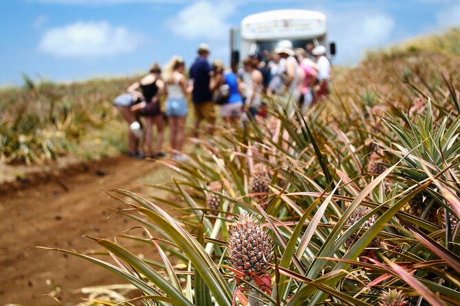 Maui Pineapple Farm Tour in Haliimaile - Inside the packing facility