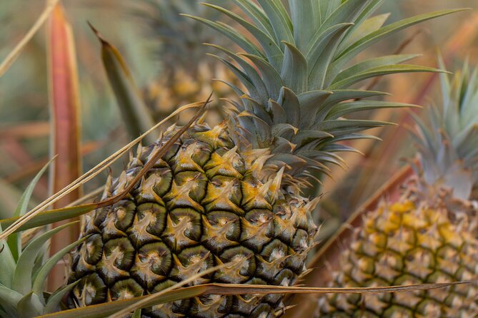 Maui Pineapple Farm Tour in Haliimaile - The pineapple tasting is more than a snack