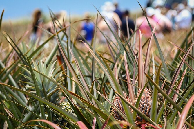 Maui Pineapple Farm Tour in Haliimaile - Planning the timing and meeting point