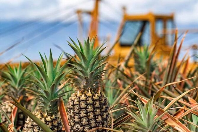 Maui Pineapple Farm Tour in Haliimaile - Pairing the farm with nearby stops