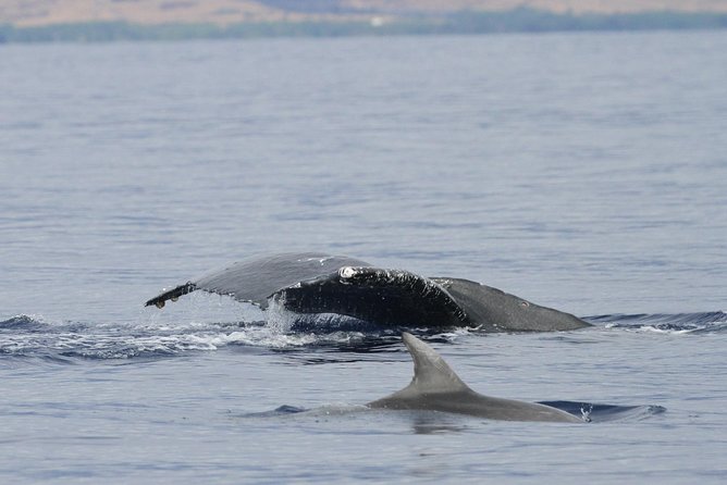Maui Premium Sunset Dinner Cruise & Whale Watch - Sunset views toward Lana‘i, Moloka‘i, and McGregor Point
