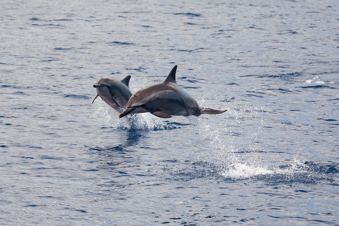 Maui Premium Sunset Dinner Cruise & Whale Watch - Motion, comfort, and practical preparation