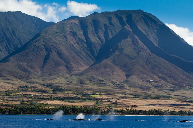 Maui Premium Sunset Dinner Cruise & Whale Watch - The four-course dinner and included drinks