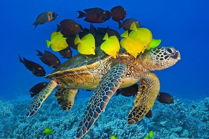 Maui Snorkel Adventure: Molokini Crater and Turtle Cove - A flexible route when weather changes