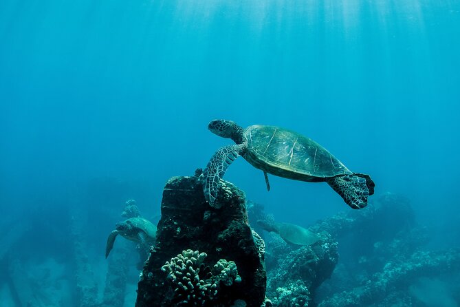 Maui Snorkeling Boat Tour to Turtle Town Aboard Quicksilver - The Quicksilver catamaran makes this more than a swim