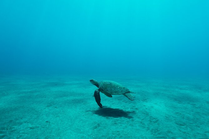 Maui Snorkeling Boat Tour to Turtle Town Aboard Quicksilver - Should you book the Quicksilver Turtle Town cruise?