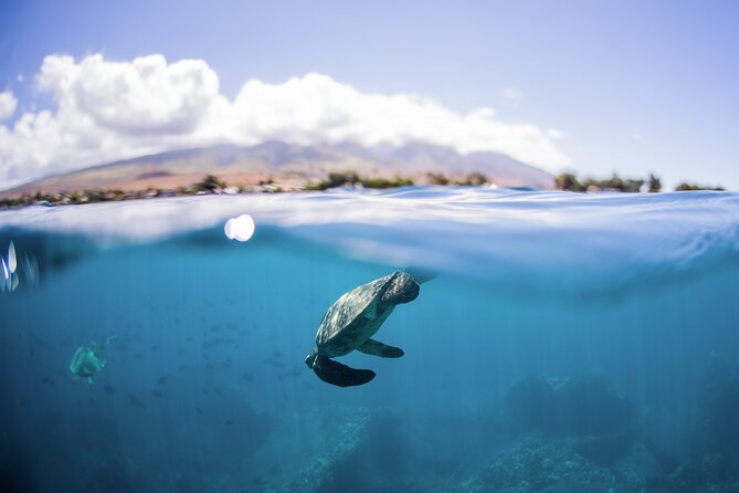 Maui Snorkeling Boat Tour to Turtle Town Aboard Quicksilver - What snorkeling is really like at Turtle Town
