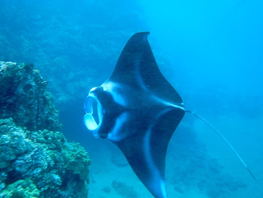 Maui: Turtle Town Kayak and Snorkel Tour - Why Turtle Town works so well for a first Maui kayak trip