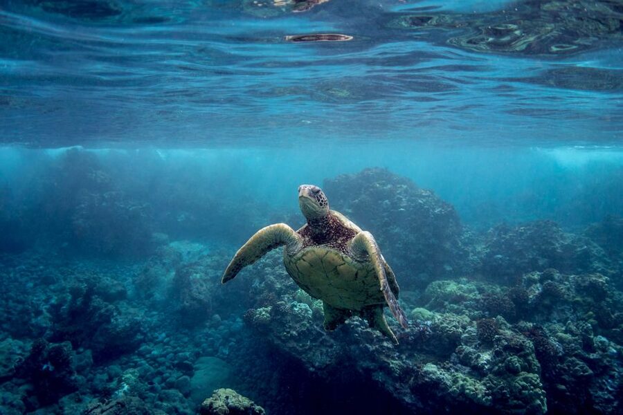 Maui: Turtle Town Kayak and Snorkel Tour - Whales from late December through mid-April