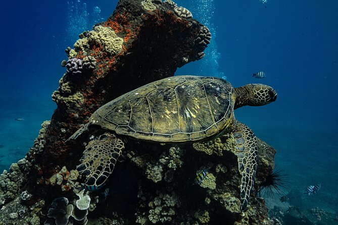 Maui: Turtle Town Snorkel with Photo and Video - Arriving at Makena Landing Park