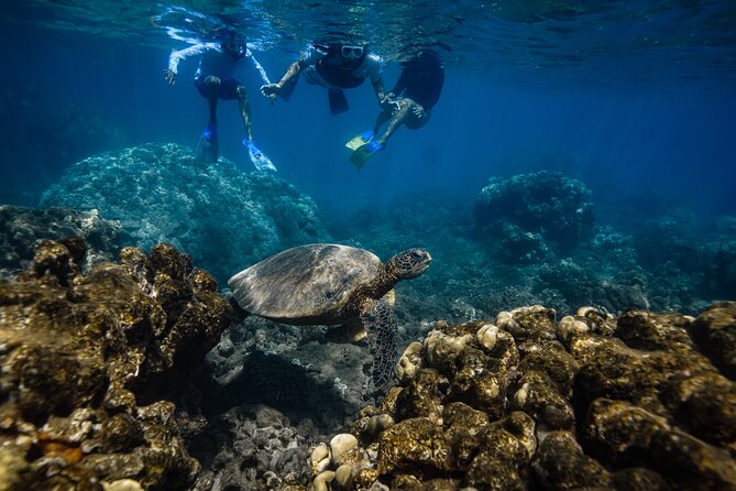Maui: Turtle Town Snorkel with Photo and Video - Photos and video without carrying a camera