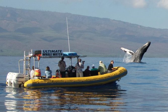 Maui: Ultimate Whale Watch from Lahaina - Lahaina Harbor is the launch point
