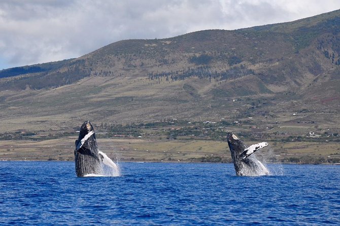 Maui: Ultimate Whale Watch from Lahaina - What the small raft changes