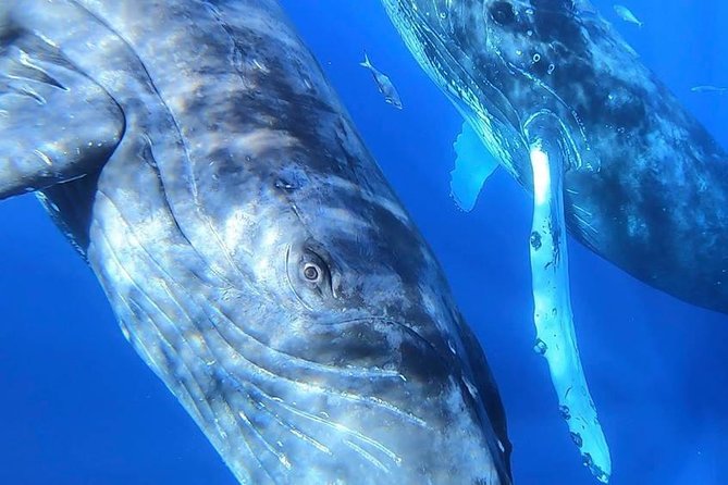 Maui: Ultimate Whale Watch from Lahaina - The hydrophone adds something you cannot photograph