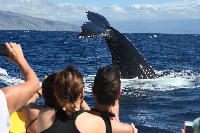 Maui: Ultimate Whale Watch from Lahaina - Dolphins can turn the trip into a bonus safari