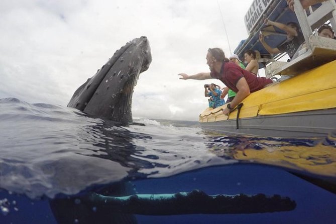 Maui: Ultimate Whale Watch from Lahaina - Respectful viewing matters more than a close photograph
