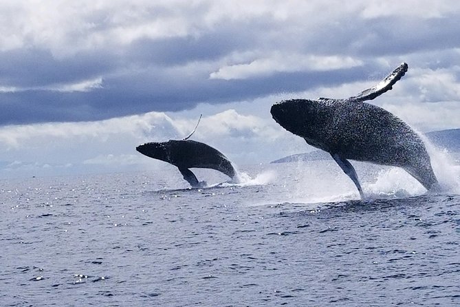 Maui: Ultimate Whale Watch from Lahaina - Rough water, seating, and comfort