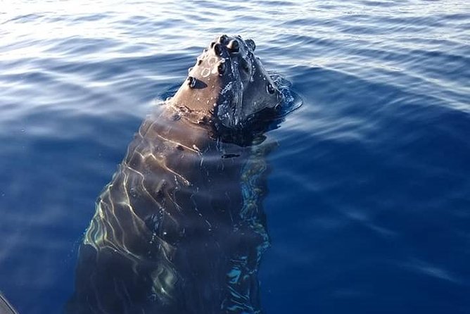 Maui: Ultimate Whale Watch from Lahaina - How to make the $77 fare worthwhile