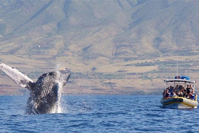 Maui: Ultimate Whale Watch from Lahaina - Reading the ocean for humpback whales