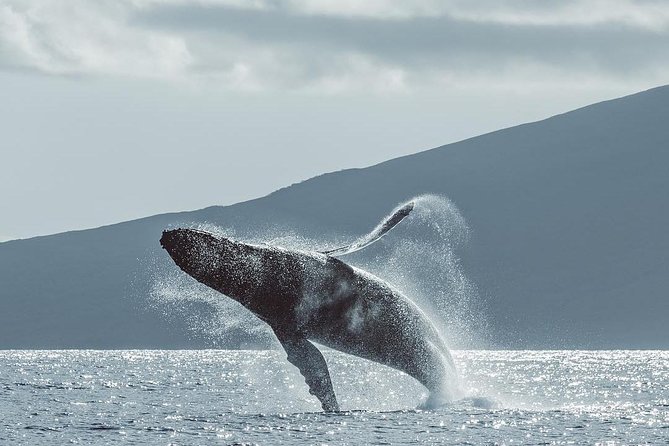Maui: Whale Watching Cruise with Open Bar from Ka'anapali Beach - What the naturalist commentary adds
