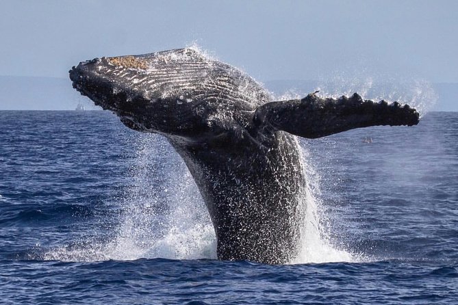 Maui: Whale Watching Cruise with Open Bar from Ka'anapali Beach - Open bar, snacks, and the value of the price