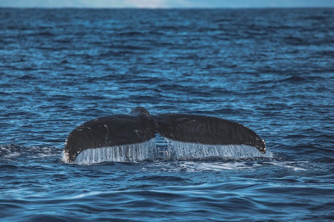 Maui: Whale Watching Cruise with Open Bar from Ka'anapali Beach - Timing, check-in, and weather details
