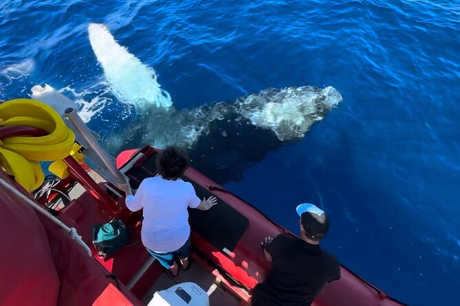 Maui Whale-Watching Tour by Raft from Kihei - Leaving from the Kihei Boat Ramp