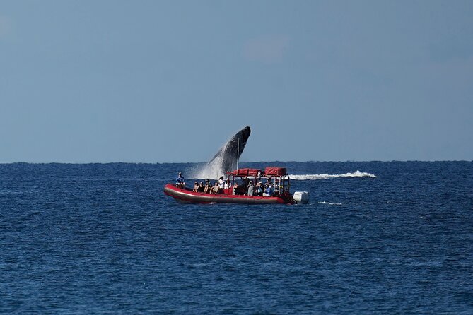 Maui Whale-Watching Tour by Raft from Kihei - Watching humpbacks surface, slap, and sound off