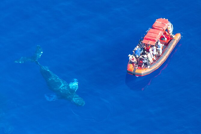 Maui Whale-Watching Tour by Raft from Kihei - What the marine naturalist adds