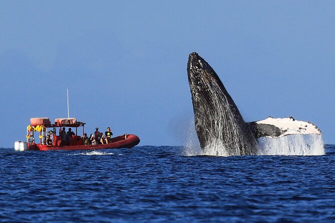 Maui Whale-Watching Tour by Raft from Kihei - The 22-person limit and what it feels like