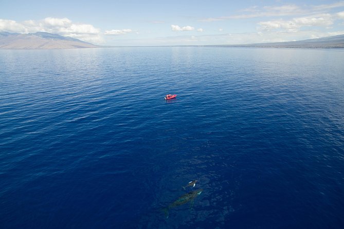Maui Whale-Watching Tour by Raft from Kihei - Price and value at $84.14