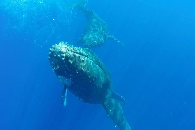 Maui Whale-Watching Tour by Raft from Kihei - Who should book this raft ride