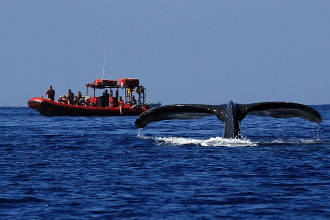 Maui Whale-Watching Tour by Raft from Kihei - The fast run along Maui’s southern coast