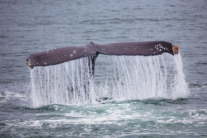 Mendenhall Glacier Visitor Center and Ultimate Whale Watch Combo - A two-hour whale cruise from Auke Bay