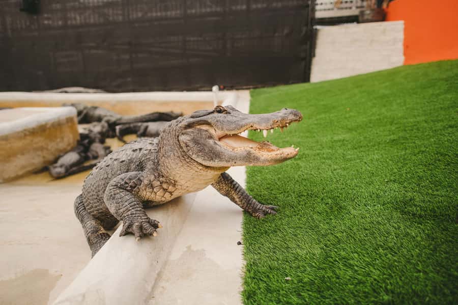 Miami: Everglades Experience, Bay Cruise & Open-Top Bus Tour - The Everglades: an airboat ride and a close look at Florida wildlife