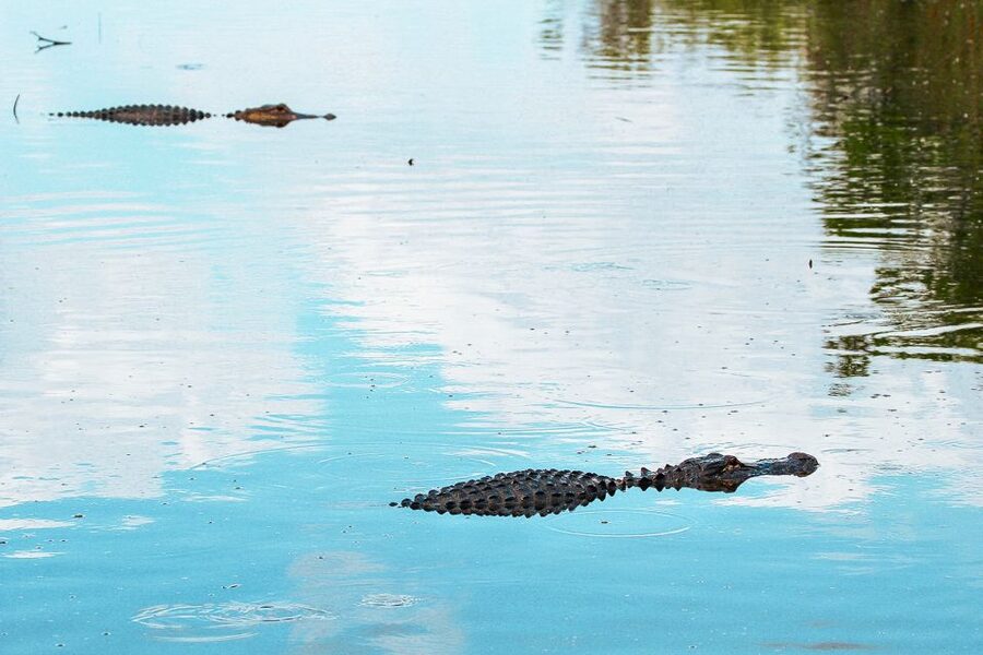 Miami: Everglades National Park Airboat Tour & Wildlife Show - My practical verdict
