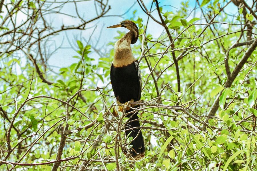 Miami: Everglades National Park Airboat Tour & Wildlife Show - The 30 minute wildlife and alligator show