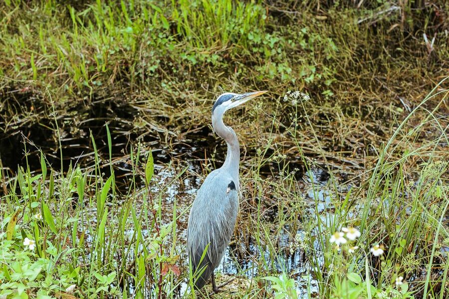 Miami: Everglades National Park Airboat Tour & Wildlife Show - Is $42 a fair price?