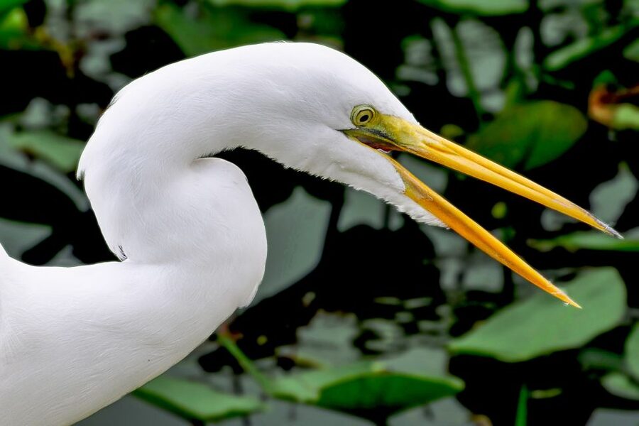Miami: Everglades Safari Park Airboat Tour - Key points to know before you go