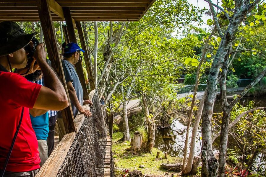 Miami: Everglades Safari Park Airboat Tour - Should you book the Everglades Safari Park airboat tour?