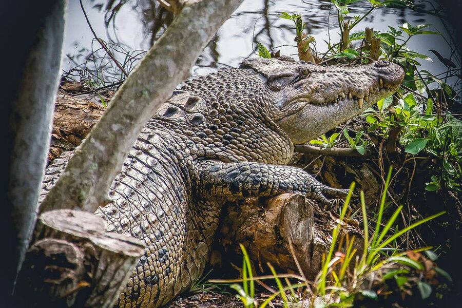 Miami: Everglades Safari Park Airboat Tour - Walking the Jungle Trail and viewing the park exhibits
