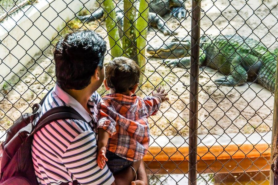 Miami: Everglades Safari Park Airboat Tour - How much value do you get for $41?