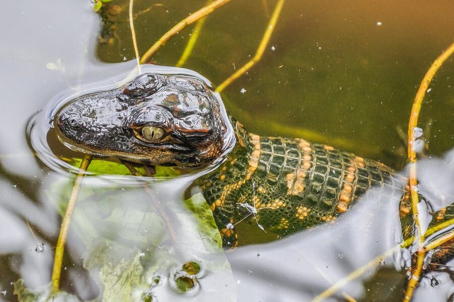 Miami: Everglades Safari Park Airboat Tour - Who will enjoy this Everglades outing?