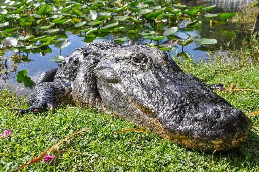 Miami: Everglades Safari Park Airboat Tour - What the 40-minute airboat ride is really like